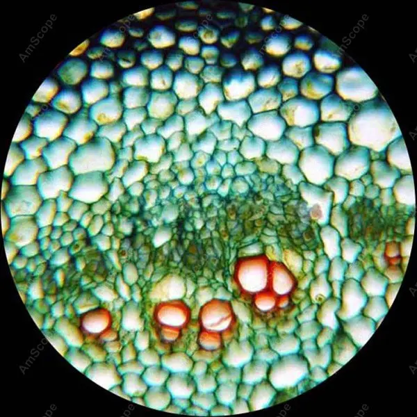 Microscope Slides-AmScope Supplies 200 Anatomy Pathology Botany Prepared Slides | Инструменты