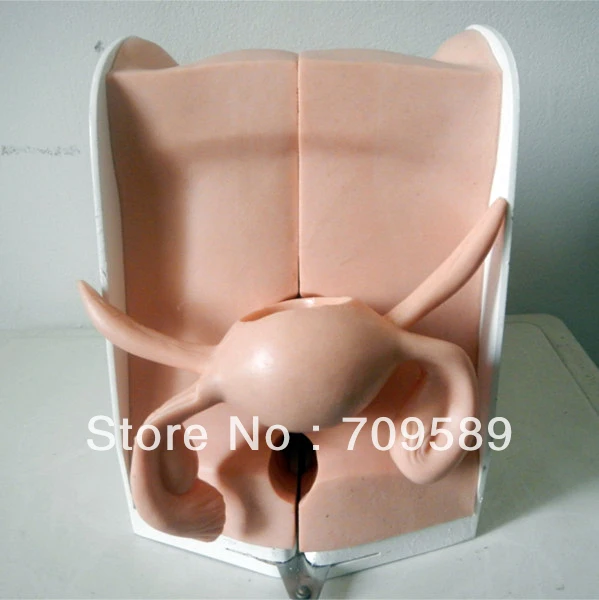 Реалистичный симулятор ИСО IUD женская модель контрацепции | Канцтовары для офиса