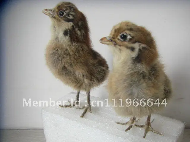 Taxidermy из настоящей курицы цыпленок 1 пара (2 шт.) милая птица|Статуэтки и миниатюры|