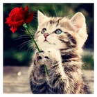 5 D полная Алмазная картина с изображением милого котика, сделай сам, алмазная вышивка, алмазная живопись Diy Алмазная болит