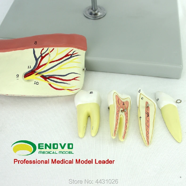 

ENOVO Anatomy model of mandible anatomy model of mandible anatomy model
