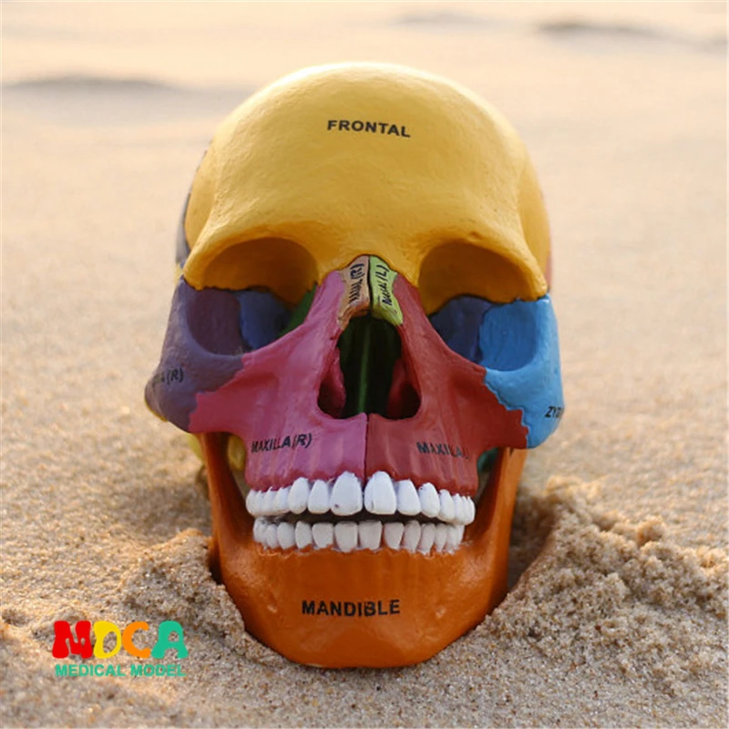 Color bone 4d мастер головоломка сборная игрушка тело человека анатомическая модель