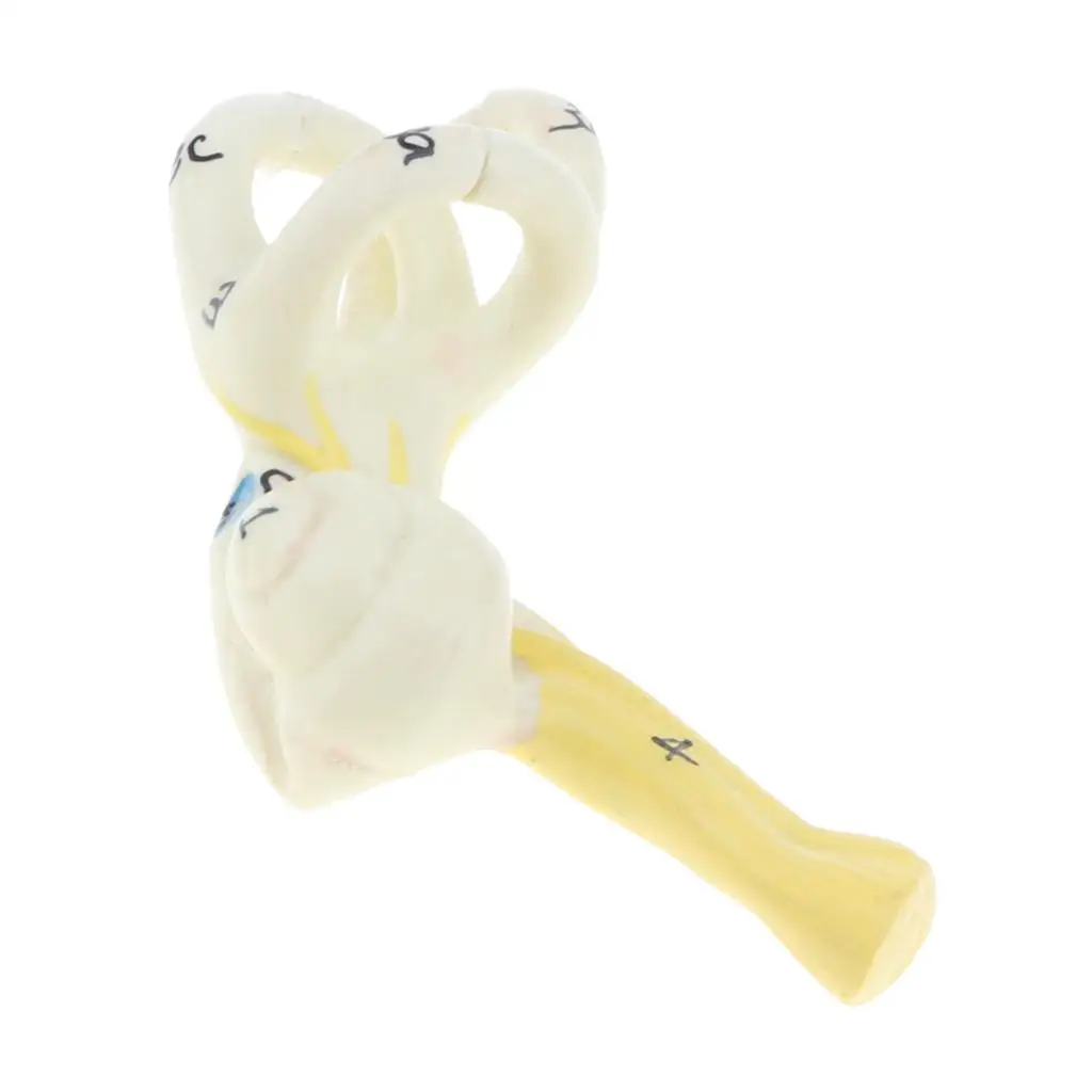 Учебное оборудование для увеличения 5x человеческие серьги полукруглые