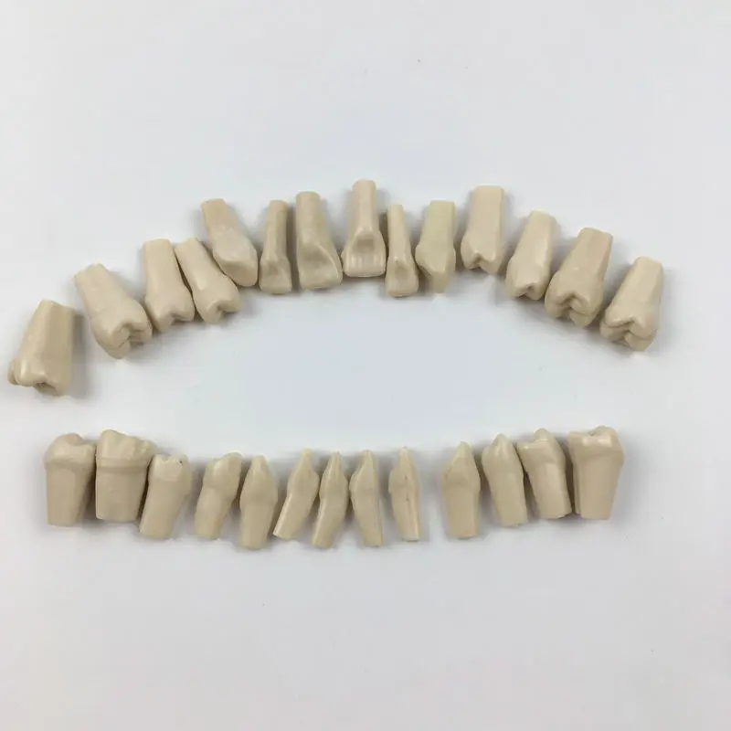 

28pc per set adult teeth