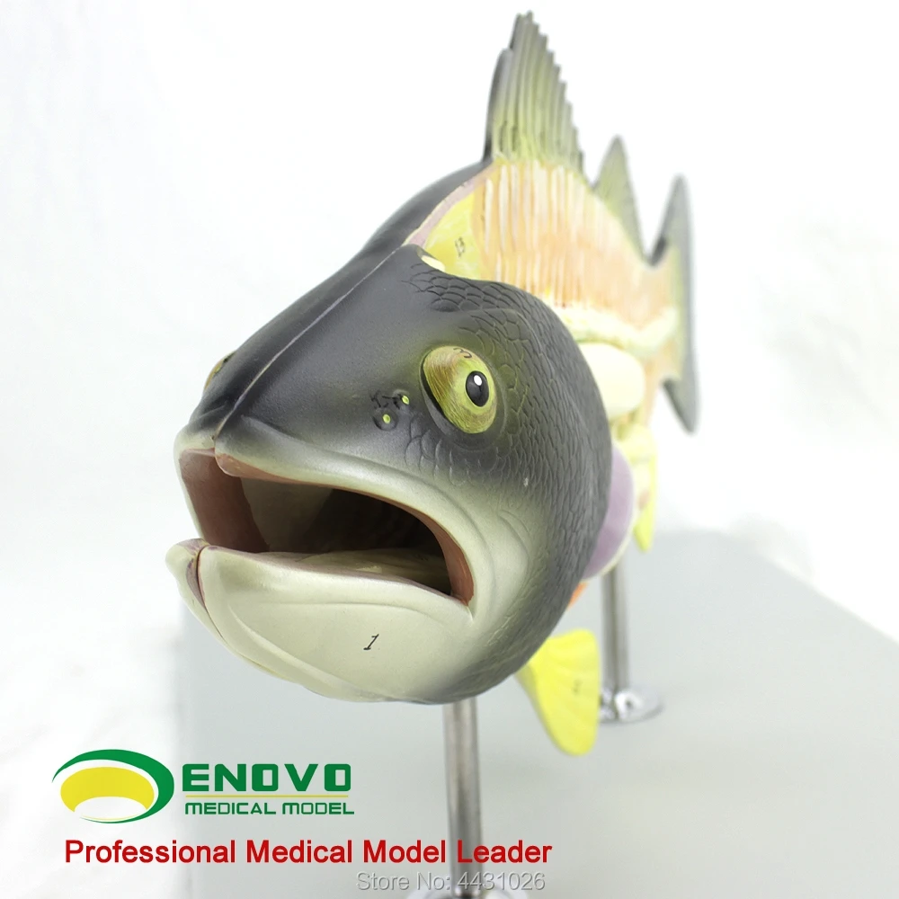 

ENOVO Fish anatomy model aquaculture science teaching experimental model biological animal model