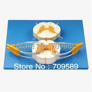 Позвоночник ISO с нервными ветвями анатомическая модель позвоночника позвоночник