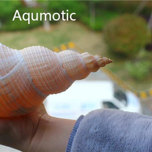 Aqumotic натуральный раковины Австралия Длинные улитки Dafa винт секретный патриарший даосский Рог полуфус Колизей украшения