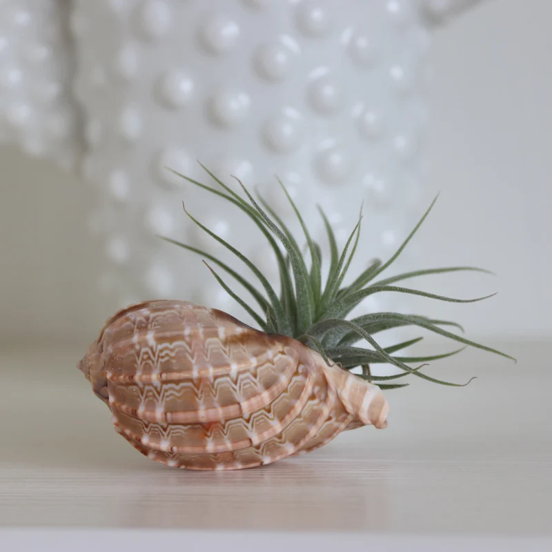 Бесплатная доставка (3 компл./лот) натуральный корпус и воздушные растения