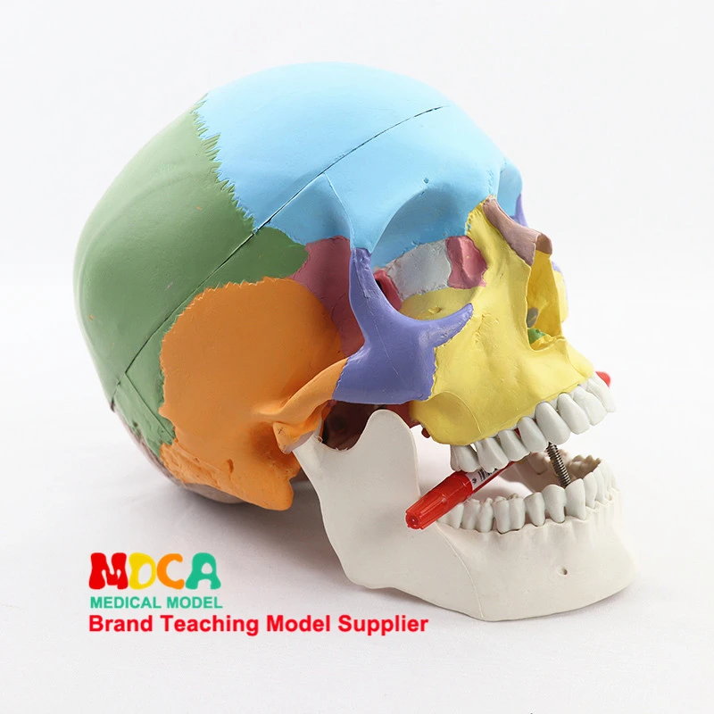 

Medical human color skull model simulation craniofacial maxillofacial beauty model MTG007