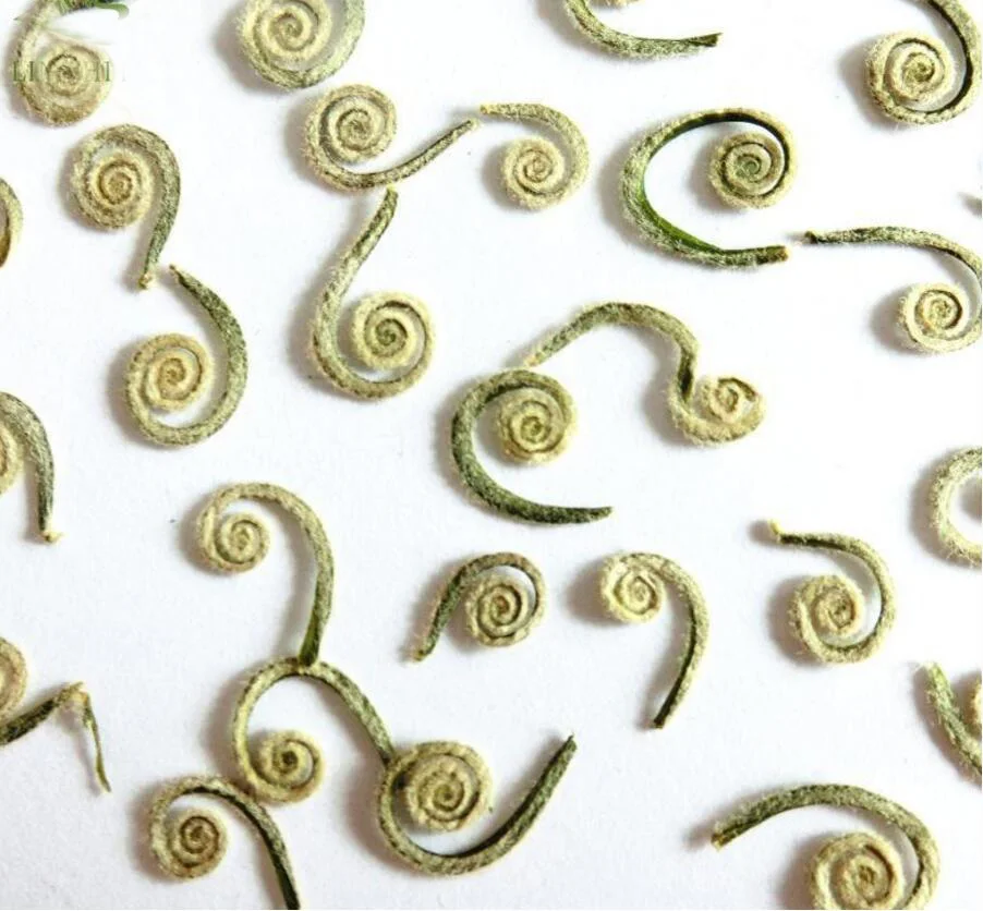 100 шт. сушеный папоротник фрукты Растения гербарий для ювелирных изделий