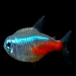 Ngryise 50 Шт Набор Aplocheilichthys Normani - Цвет: Paracheirodon innesi