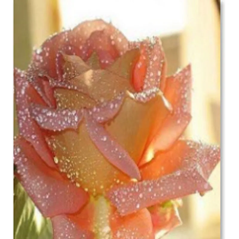 Megayouput 5d diy diamond painting cross stitch flower rose round mosaic decoration 3d embroidery kits | Дом и сад