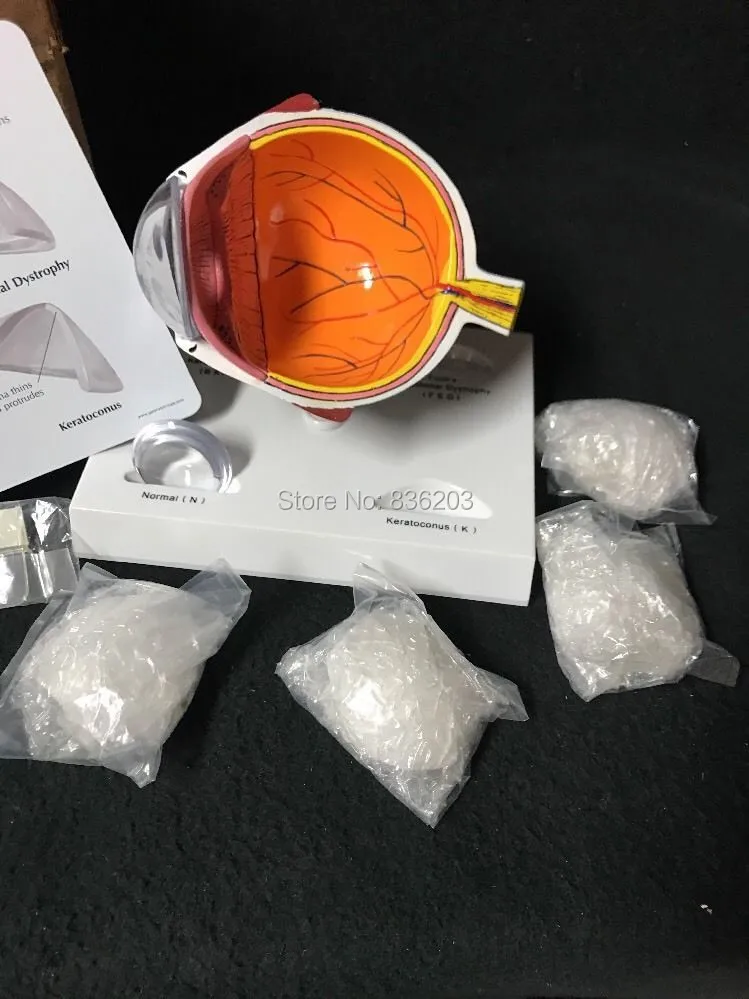 Человеческая анатомическая Роговица поперечное отверстие глаз модель в травмах