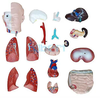 18 частей ассуальная модель анатомического скелета человеческого тела обучающий