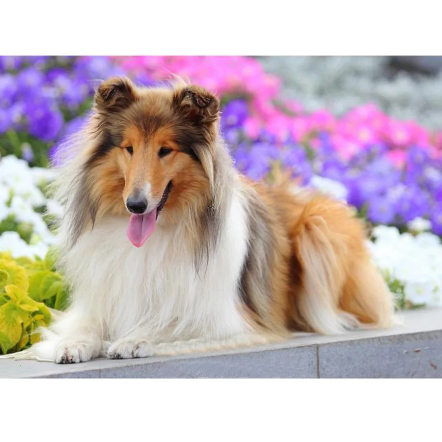 Алмазная мозаика Collie dog picture 5D DIY Алмазная вышивка крестиком милый питомец полная дрель картина для выкладывания квадратными стразами home deocr