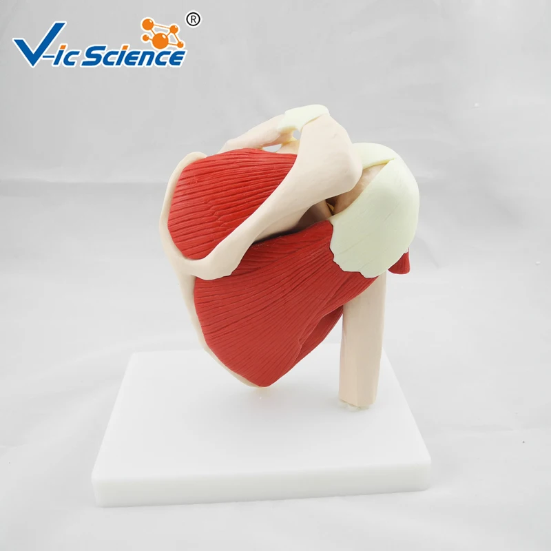 Medical Education Advance Life Size Muscled Shoulder Joint Skeleton Model | Канцтовары для офиса и дома