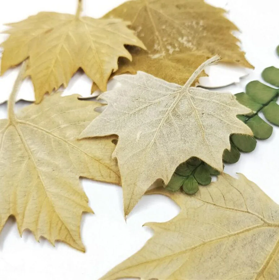 

64pcs Pressed Dried Firmiana Simplex Leaves Plant Herbarium For Jewelry Postcard Invitation Card Phone Case Bookmark DIY