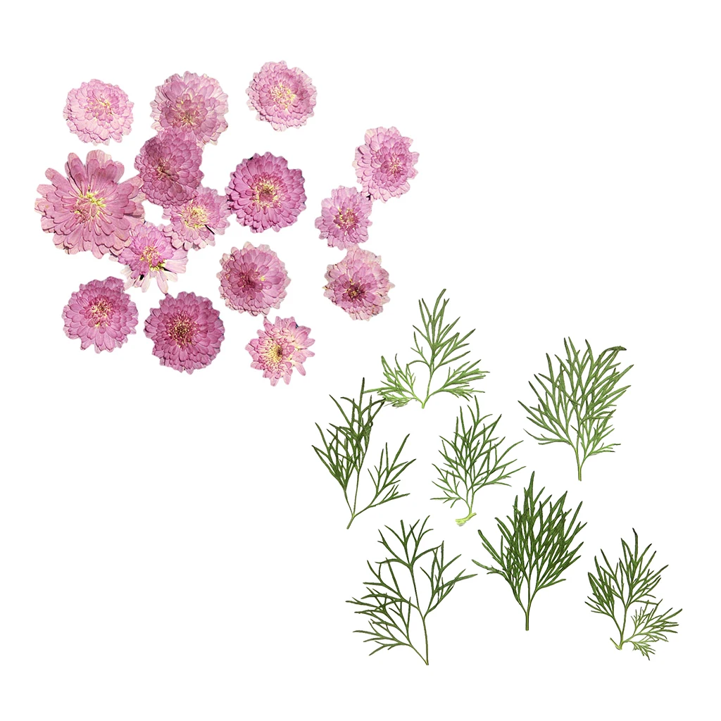 20x прессованный высушенный натуральный цветок сухие листья для поделок закладки