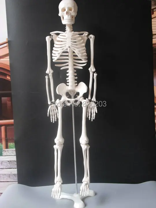 Скелет человека анатомический размер 85 см 33 5 дюйма Размер|human skeleton anatomical model|model