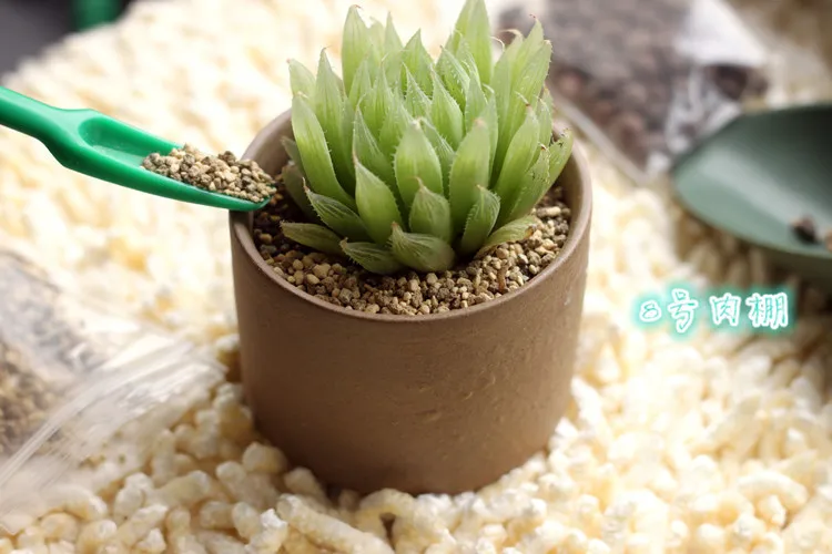 2 шт./компл.! Подъемник трансплантатор суккуленты саженцы посаженный инструмент