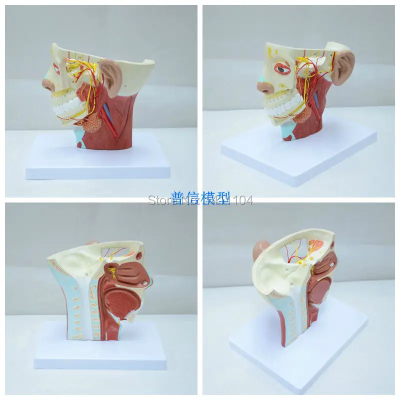 Free shipping&Head model head anatomy neck anatomy neural brain model.For teaching medical and Beauty salon. | Канцтовары для