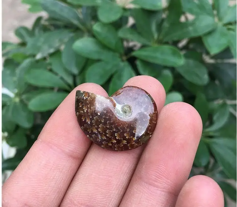 Спиральный аммолит натуральный аммонит натуральное изделие ручной работы