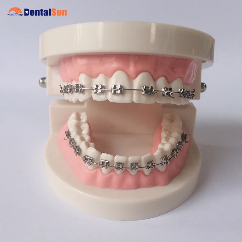 

Dental Orthodontic With Metal bracket Model/Dental Teeth Model HST-B9-01