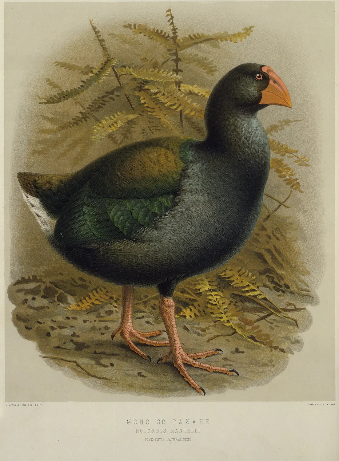 Новая Зеландия NZ Native Birds серия голубь путешествия классические настенные