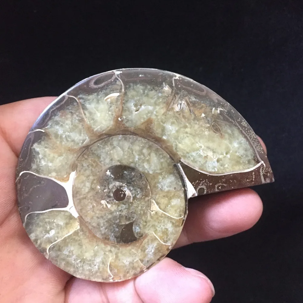 94 г аммонит PRETTY NAUTILUS MADAGASCAR FOSSIL с лечебным действием образцы Рождественский