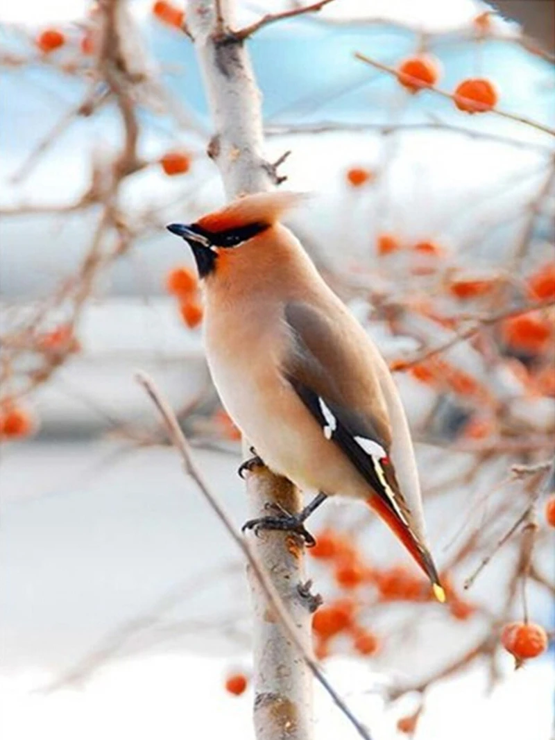 GLymg Алмазная вышивка птица лес картина крестиком домашний декор мозаика Стразы в