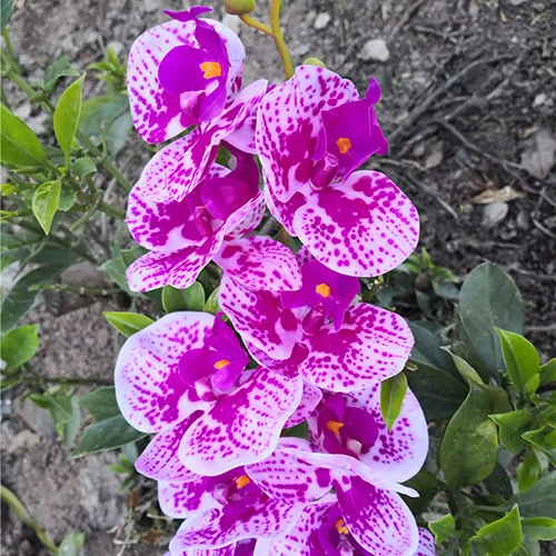 purple1 YO CHO Flores Artificiales 85 см 9 головок 3D искусственная Орхидея, Бабочка, цветы, настоящее прикосновение, домашний декор, фаленопсис для свадьбы, сделай сам - Цвет: purple1