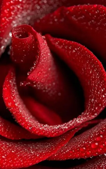 

1 panel crystal dew roses picture classic canvas mural art mural decoration house decoration framed XJDP-211