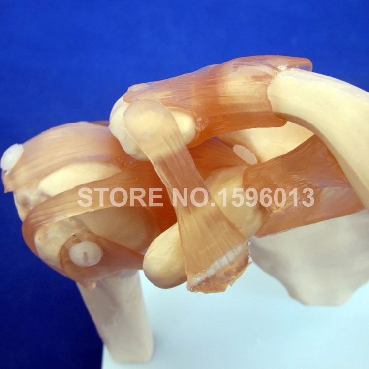 Модель плечевого сустава анатомическая модель кости с связкой|shoulder joint model|bone