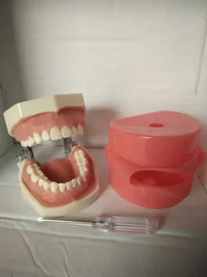 

Dentistry Student Practice Tools 32 tooth cavities extracted tooth free shipping