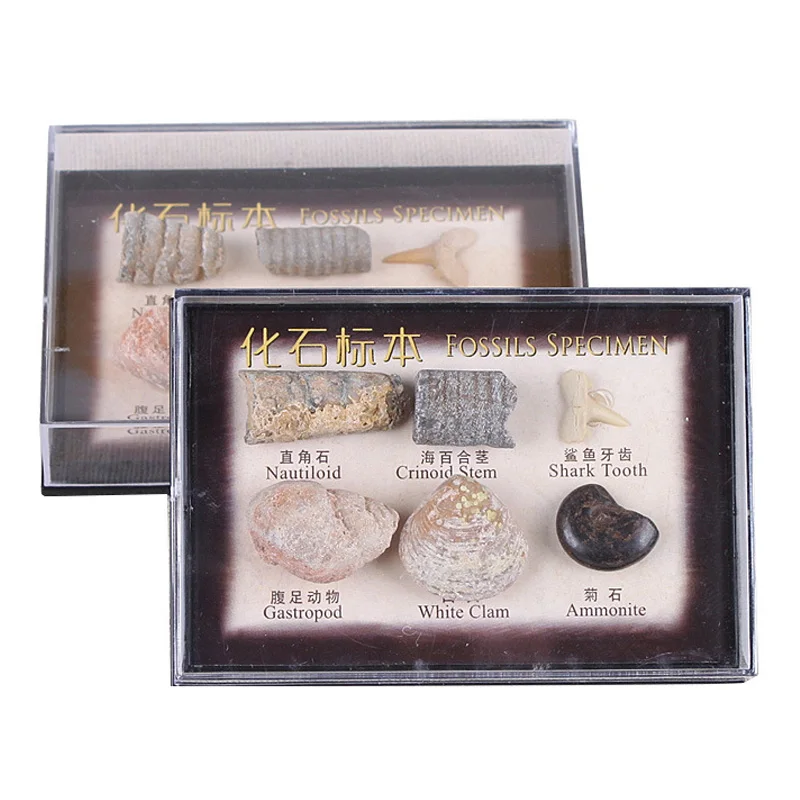 1 коробка природные морские ископаемые образцы океана животных растительного