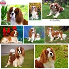 Картина из страз 5d сделай сам, вышивка крестиком, кавалер Кинг чарльз спаниель, полноразмерная Алмазная вышивка, мозаика из страз, милая собака