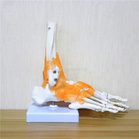 23x21x11cm human 11 skeleton ligament foot ankle joint anatomi cal anatomy medical teaching model
