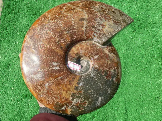 2220 г (4.88 фунта) Jade хризантемы аммонита В виде ракушки Fossil Мадагаскар nra123|shell|shell
