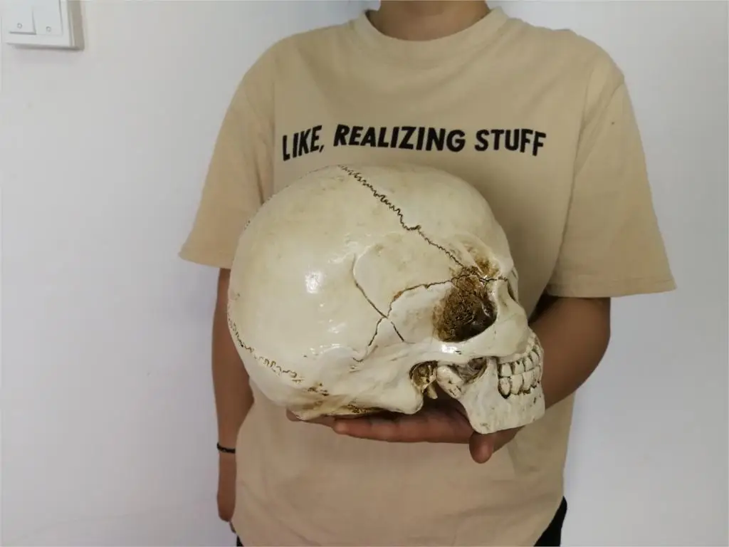 1 шт Lifesize Хэллоуин Декоративный череп человеческая голова Смола Реплика медицинская модель украшение дома 22x15x17 см