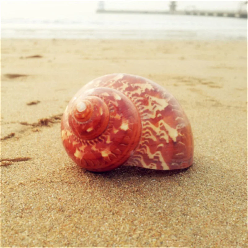 4 6 см натуральное ремесло домашняя настенная раковина из раковины аквариум