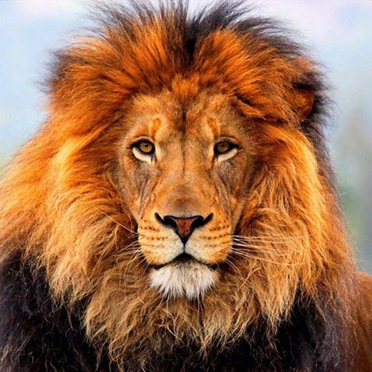 Lion 20x20 Алмазная живопись ZOOYA, животный пейзаж, мультфильм, алмазная вышивка, распродажа, полный набор икон, животные, квадратная дрель, для дома, BJ1958 - Цвет: Lion 20x20
