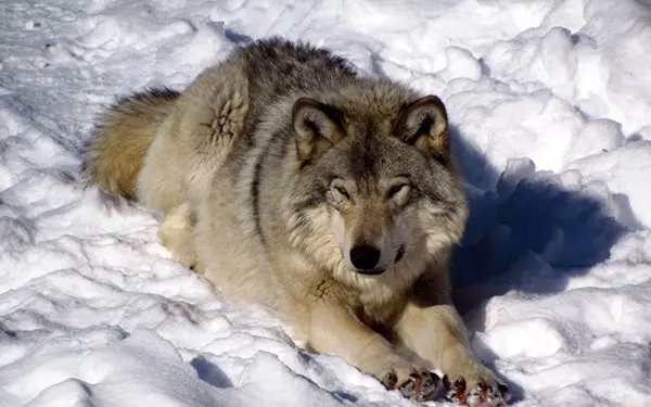 Североамериканский лес волк снег волки зима 5 размеров украшение дома Холст