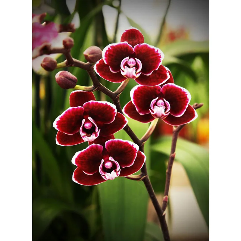 

Flower arranging 5D DIY diamond Painting flowers Cross Stitch diamond embroidery mosaic diamonds wall stickers home decor vase--