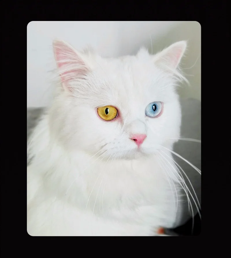Мобильный телефон Oppo Realme X Lite, 4G LTE, Snapdragon 710, Android 9,0, 6,3 дюймов, 2340X1080, 8 Гб ram, 128 ГБ rom, МП, отпечаток пальца