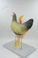 free shippinganimal anatomy chicken modelhens assemble puzzle modelsanimal husbandry and poultry veterinary teaching display