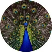 colour 15 Разъем Круглый телефон Гаджеты разъем растягивающийся кронштейн воздуха телефон расширение стенд палец ручка держатель Универсальный разъем - Цвет: colour 15