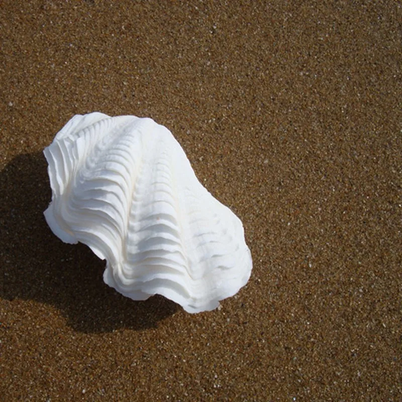1 Набор 8-10 см Бегемот Tridacna Gigas Tridacnidae гигантский моллюск украшения для дома ракушка ремесло украшения ремесла натуральные поделки