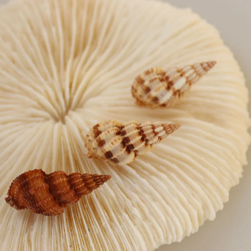 

Free Shipping(20pcs/lot)Pine Nut Conch Natural Shell & Conch Home Decoration Aquarium Landscaping Micro Landscape Decoration