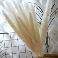 15pcs natural dried small pampas grass phragmites communiswedding flower bunch 40 to 68 cm tall for home decor rated