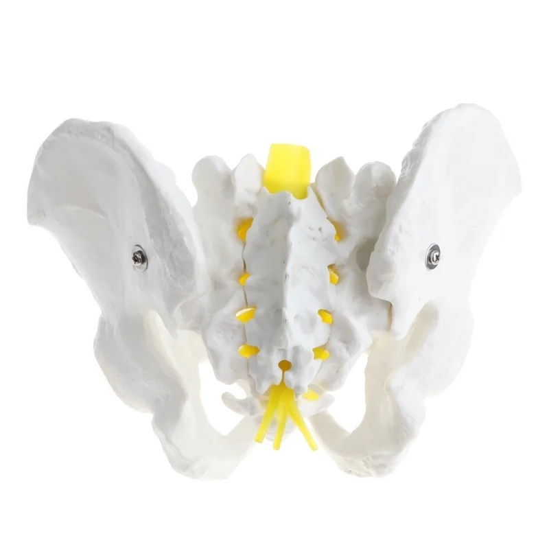 

1:1 Human Male Pelvis Skeleton Sacrum Pubis Model Medical Teaching Tool